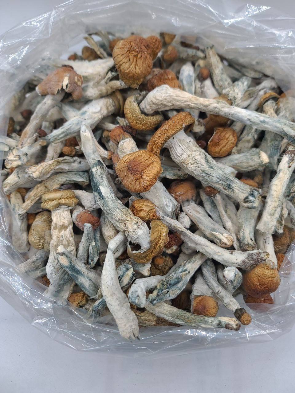 Nấm - Penis Evny - Sg/CPN