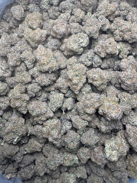 K NHẬP SỈ - JELLY KSH -  CPN