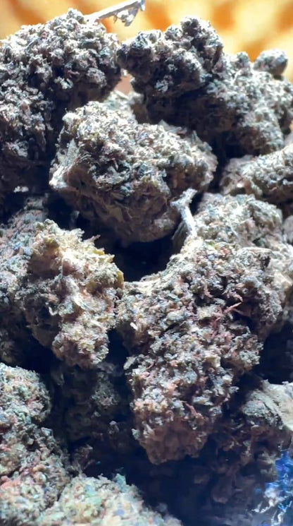 K Indoor - Mimosa - SG/CPN