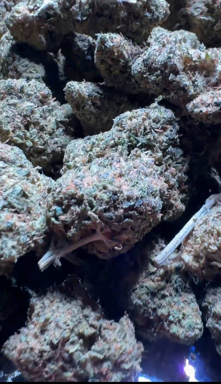 K Indoor - Mimosa - SG/CPN