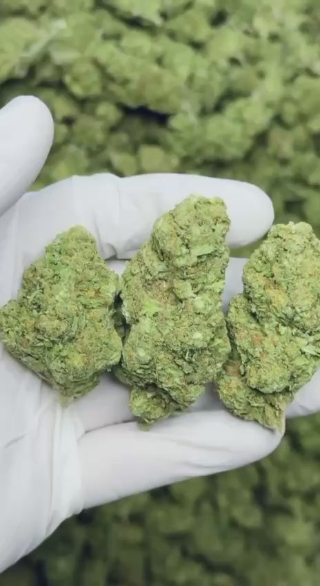 Vegin VIp - Mimosa Dream - Hn/ CPN