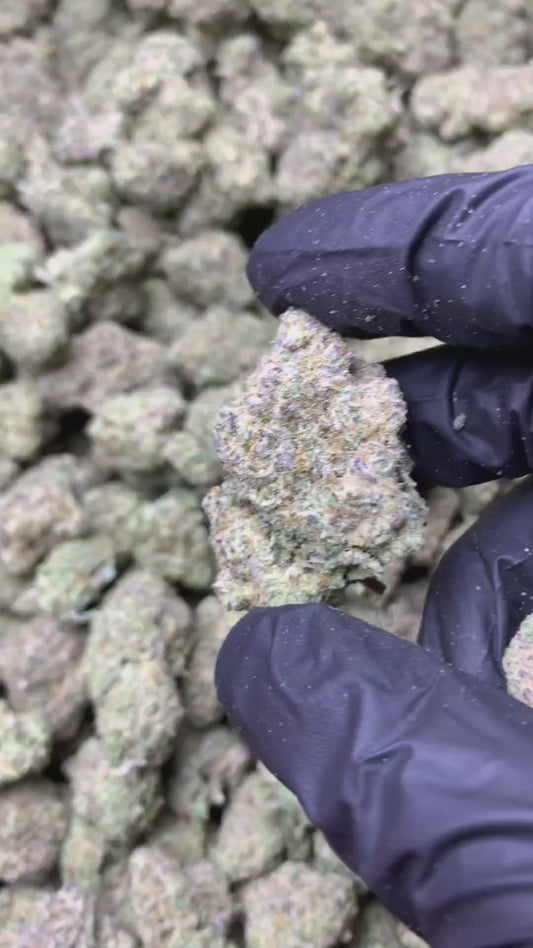 K Nhập A+ - Mini King Louis XiX - HN/ CPN